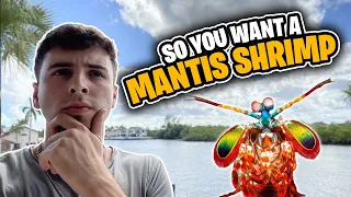 Watch This Video Before Buying a MANTIS SHRIMP