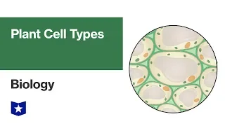 Plant Cell Types | Biology