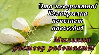 Как избавится от белокрылки? Народные средства работают