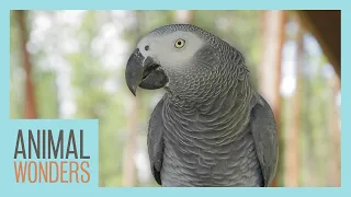 Meet and Greet: Romeo the African Grey Parrot!