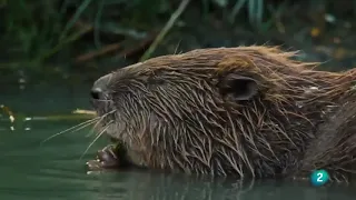 VUELVEN LOS CASTORES   Guerreros del Agua ✅▶ Documentales en español HD 2020