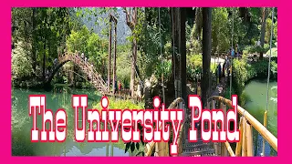 Xitou Nature Education Area|The University Pond|Nantou Taiwan