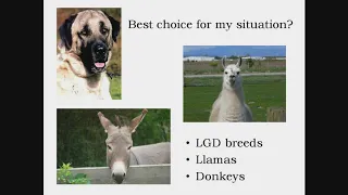 Livestock Guardian Animal Overview - Llamas, Donkeys and Dogs (Part 1)