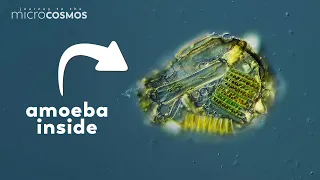 This Amoeba Made Armor From Its Dead Enemies