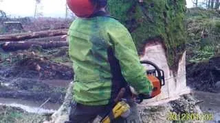 Felling Sitka Spruce with Stihl MS460