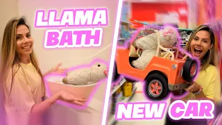 Giving My Llamas A BATH !! | Taking My Llama Shopping For A NEW CAR !!