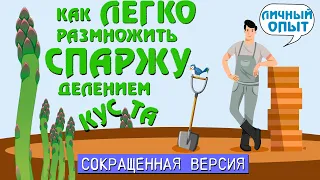 Размножение спаржи делением куста. Осенняя пересадка. Короткая версия.