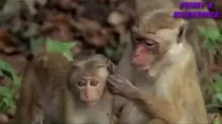 Funny Monkey - Смешные Мартышки