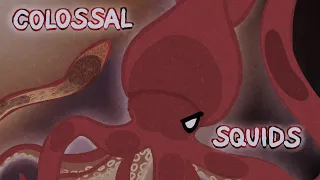 Colossal Squids - The world of deep sea creatures