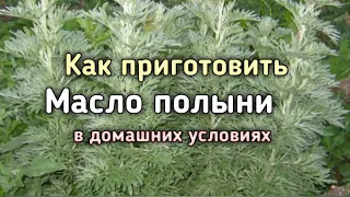 Масло полыни. Как сделать масло полыни в домашних условиях.