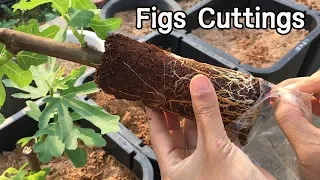 The Best Method I've Found for Rooting Figs