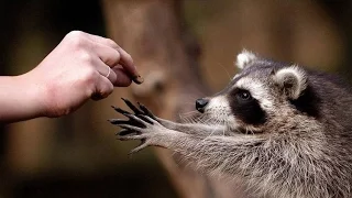 Еноты. Подборка Смешных Енотов / Funny Raccoon compilation 2016