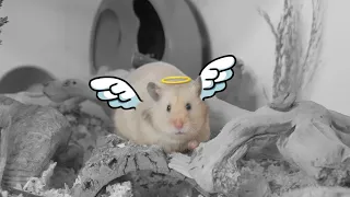 What to do After your Hamster Passes