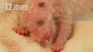 Bébé panda, 1 mois ! Sa fulgurante croissance...