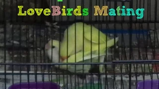 Female Lovebirds Mating | LoveBirds Mating