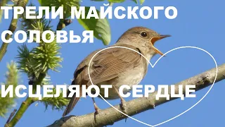 МАЙСКИЕ ТРЕЛИ СОЛОВЬЯ В ЗАРОСЛЯХ ЧЕРЁМУХИ ДУШИСТОЙ.ПЕНИЕ ЛЕЧИТ СЕРДЦЕ И ДУШУ.ПОНИЖАЕ ДАВЛЕНИЕ.