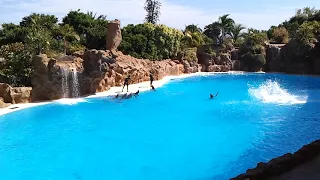 Дельфинарий в Лоро парк, Пуэрто-де-ла-Крус, Тенерифе