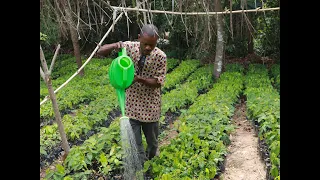 Transforming Cocoa Farming: AFEX's One Million Tree Initiative