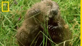 Un castor peut abattre un arbre de 2 mètres en 5 min