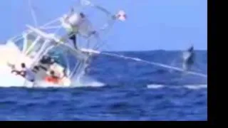 Marlin takes down fishing boat