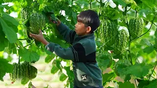 Pick bitter gourd, make crystal bitter gourd jelly, cool Q bomb