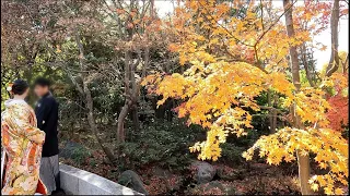 Amazing birds @ Showa Kinen Park 昭和記念公園の素晴らしい鳥たち