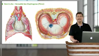 Herz: Herz - in situ Lage, Herzflächen & Vasa publica - 1