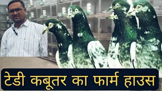 India's Biggest Pigeon Farm at Parbhani | इतना बड़ा टेडी कबूतरों का फार्म हाउस