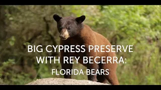 Big Cypress Preserve with Rey Becerra:  Black Bears