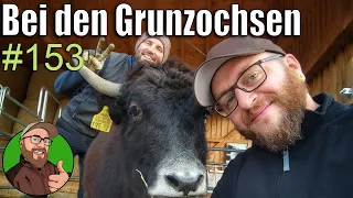 FarmVlog 153: Farmvlog-Tourismus | grunzende Rinder | Deppen-Kalb