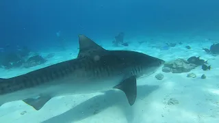 Scuba Diving in the Maldives Sept 2021