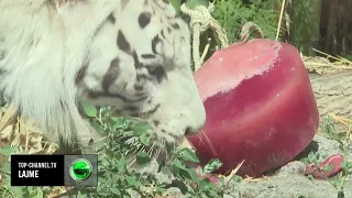 Top Channel/ Vapa pjek Italinë, në Romë kafshët e kopshtit zoologjik mbahen me ushqime të ngrira