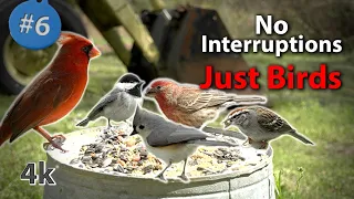 8 Hours of Close-up Birds feeding with Sound in 4K - NO Interruptions #CATTV