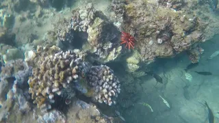 Snorkeling Kamaole Beach II   Kihei