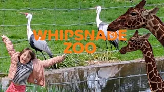 trip to Whipsnade Zoo Easter 2024 wild animals butterflies fish and farm