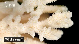 What is Coral? | Natural History Museum