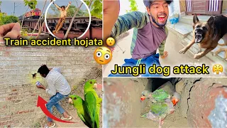 Jungli dog ne kar diya attack 😤 ( Parrot 🦜 k bacche pakdne gaye 😍