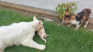 Mother Cat Trying To Carry Her Kitten Inside While Calico Kitty Helping Her