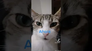 el caty perreo