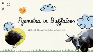 Pyometra in Buffaloes [Student case: Gr. 5/2021]