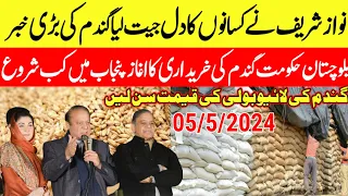 Nawaz Sharif big news🌾wheat price in punjab 2024 gundam/ گندم کی لائیو بولی  ہے