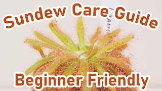 Sundew Care Guide - Carnivorous Plants ( EASY )