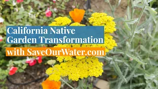 California Native Garden Transformation