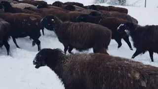 Эдильбаевские овцы. Жизнь зимой.