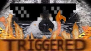 RACCOON GETS TRIGGERED