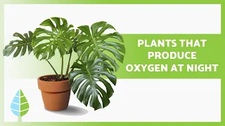 +10 PLANTS that produce OXYGEN at NIGHT 🌿 (Names and Care)