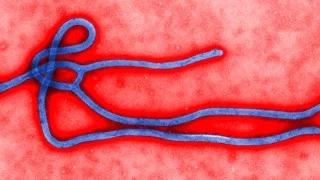 Ebola einfach erklärt