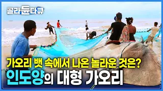 꼬리 길이만 사람보다 큰 100kg의 거대 가오리 | 상어잡으려던 그물에 걸린 가오리 | 마다가스카르 어부의 가오리 요리 | 세계테마기행 | #골라듄다큐