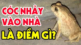 Cóc Đột Nhiên Nhảy Vào Nhà Là Điềm Báo Gì? Tai Ương Ập Xuống Hay Lộc Trời Cho?