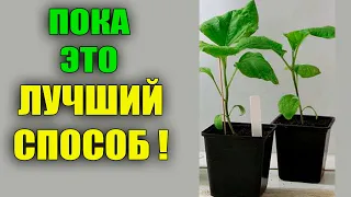 СЕЮ БАКЛАЖАНЫ В МАРТЕ ТОЛЬКО ЭТИМ СПОСОБОМ!